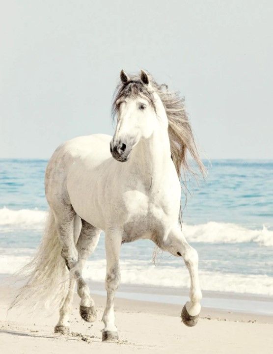 Classy Art Beach Run by Jan Walters Wall Art-0