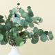 Magnolia Home by Joanna Gaines Green Silver Dollar Eucalyptus Spray-4