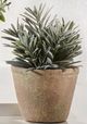 Giftcraft 2-Piece Brown/Green Assorted Succulent in Pot Set-2