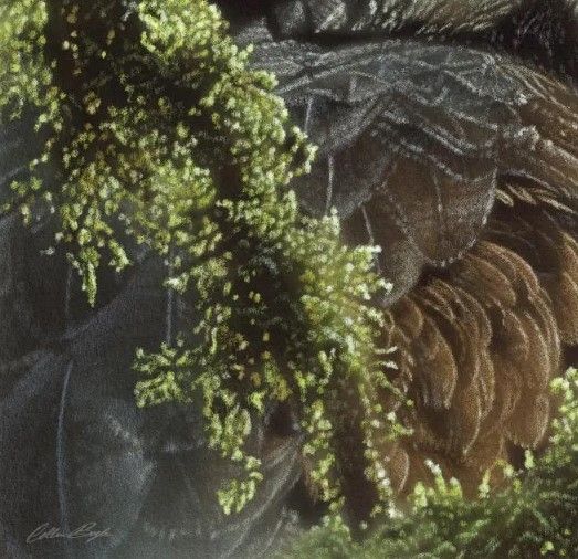 Classy Art Bald Eagle by Collin Bogle Wall Art-2
