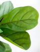 A & B Home Green 52" Artificial Fig Leaf Tree-1