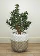 Le Present Jade Green 31" Faux Botanical Plant-3
