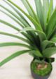 Le Present Dracaena Green Faux Botanical-1