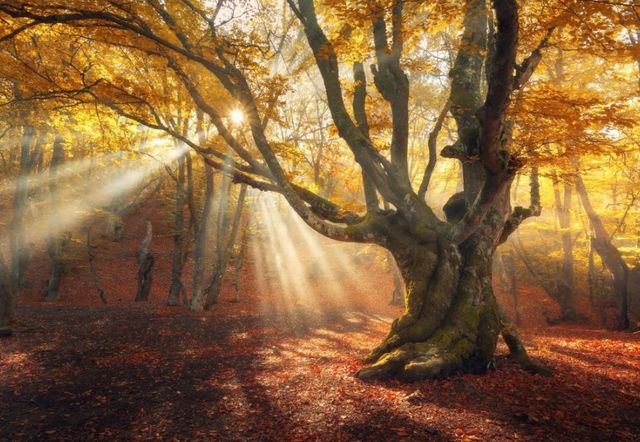 Classy Art Rays of Light Wall Art-0