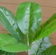 A & B Home 2-Piece Green/Red Artificial Elephant Leaf with Plastic Pot Set-5