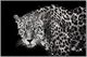 Classy Living Untamed Glossy Framed Leopard with Rocks Wall Art-0