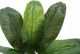 Monarch Specialties Inc. Green/Black 43" Artificial Potted Banana Tree-2