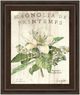 Classy Living Sue Schlabach Magnolia De Printemps Wall Art-0