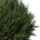 Uttermost® by Constance Lael-Linyard Cypress Triple Topiary-1