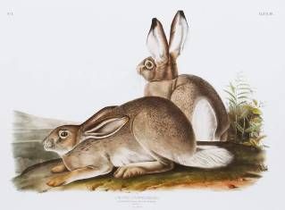 StyleCraft Cottage Hare II Wall Art-1