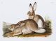 StyleCraft Cottage Hare II Wall Art-1