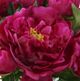 Uttermost® Prima Peony Green/Purple Bouquet-3