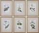 Uttermost® 6-Piece Green Floral Botanical Study Framed Prints Set-0