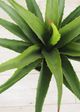 Le Present Green Agave-1