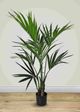 Le Present Kentia Green Faux Botanical Palm-3