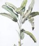 Stylecraft Banana Palm I Gray/Green Wall Art-1