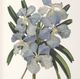 Uttermost® Orchid Botanical 6-Piece Framed Print Art Set-5