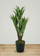 Le Present Agave Green Faux Botanical-3