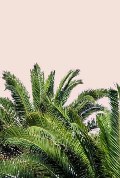 Classy Art Tropical Leaves on Blush II by Acosta Wall Art-0