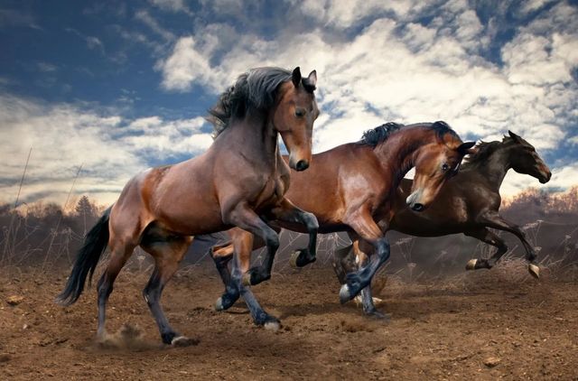 Classy Art Wild Horses by Sasha S Wall Art-0