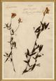 Magnolia Home by Joanna Gaines Pressed Floral II Wall Art-0