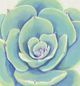 Classy Living Tim OToole Pastel Succulent IV Wall Art-1