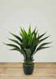 Le Present Agave Green Faux Botanical-3