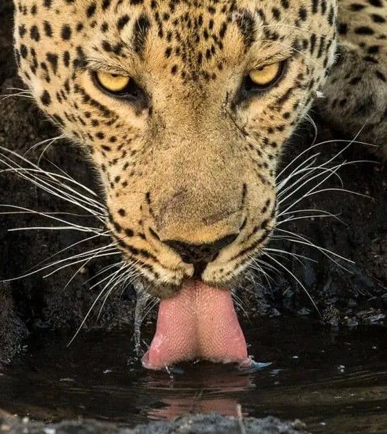 Classy Art Leopard Taking a Break by Jimmy’z Wall Art-1