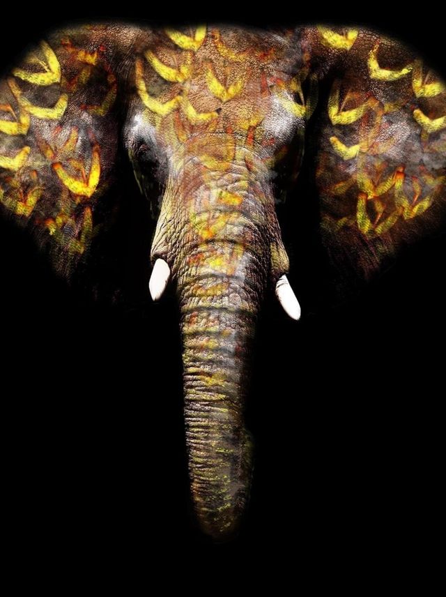 Classy Living Gold Tribal Elephant Wall Art-0