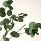 Magnolia Home by Joanna Gaines Green Silver Dollar Eucalyptus Spray-2
