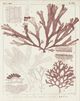Classy Living Vision Studio Antique Coral Seaweed IV Wall Art-1