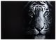 YHD Tigris I Wall Art-0