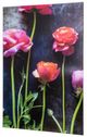 YHD Ranunculus I Wall Art-2