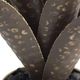 Crestview Collection Black/Green Medium Oasis Cactus Planter-1