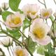 Uttermost® Tranquility Lenten 2-Piece Clear/Green/Pink/Yellow Rose Bouquets Set-2