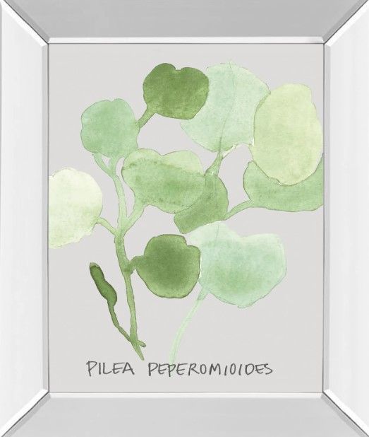 Classy Art Pilea Peperomioides by Katrien Soeffers Mirror Framed Wall Art-0