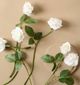 Magnolia Home by Joanna Gaines White Real Touch Rose Bundle-1