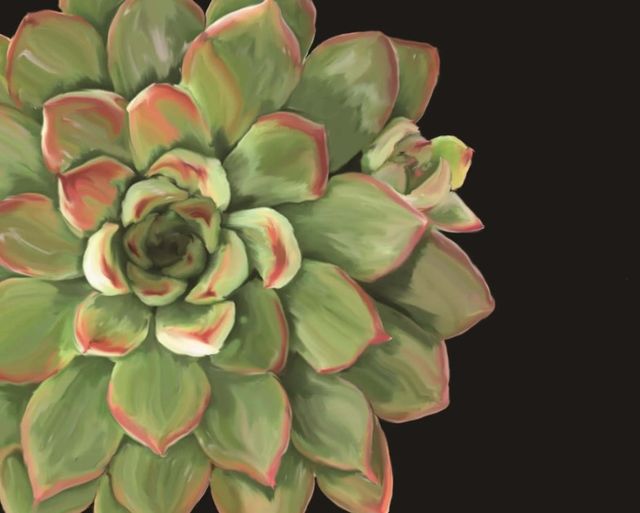 Classy Art Succulent Elegans II by Jg Studios Wall Art-0
