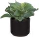 A & B Home Green Potted Dudelya Succulent-0