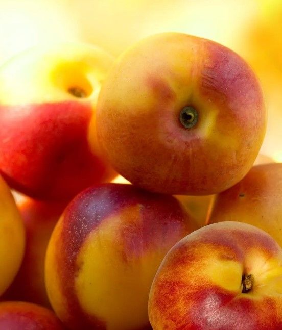 Classy Art Orange/Red Georgia Peach Wall Art-0