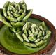 A & B Home Brown/Green Ceramics Plant Decorate-1