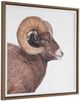 Uttermost® Big Horn Sheep Framed Print-4