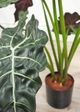 Le Present Alocasia Green 27" Faux Botanical Plant-5