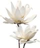 Harp & Finial® Lily Stem White Foam Floral-1