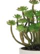 A & B Home Green Succulent in Pot-1