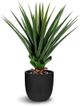 Le Present Dracaena Green Faux Botanical-0