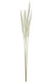 A & B Home White Dried Natural Pampas Grass Bundle-0