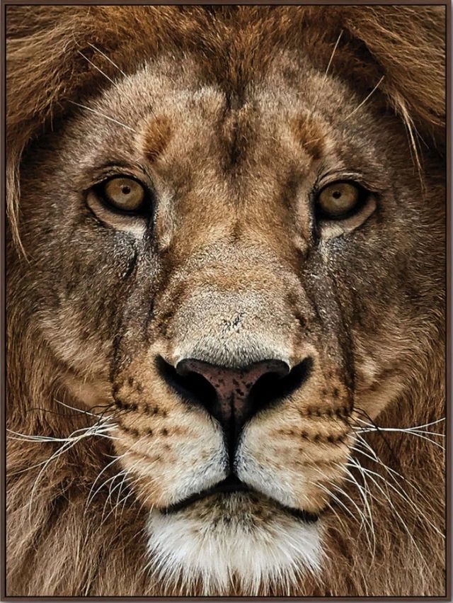 Classy Living Untamed Lion Zoom Wall Art-0