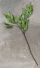 Magnolia Home by Joanna Gaines Green Seeded Eucalyptus Stem-1