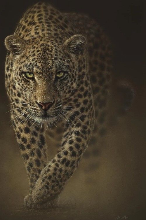 Classy Art Leopard by Collin Bogle Wall Art-1